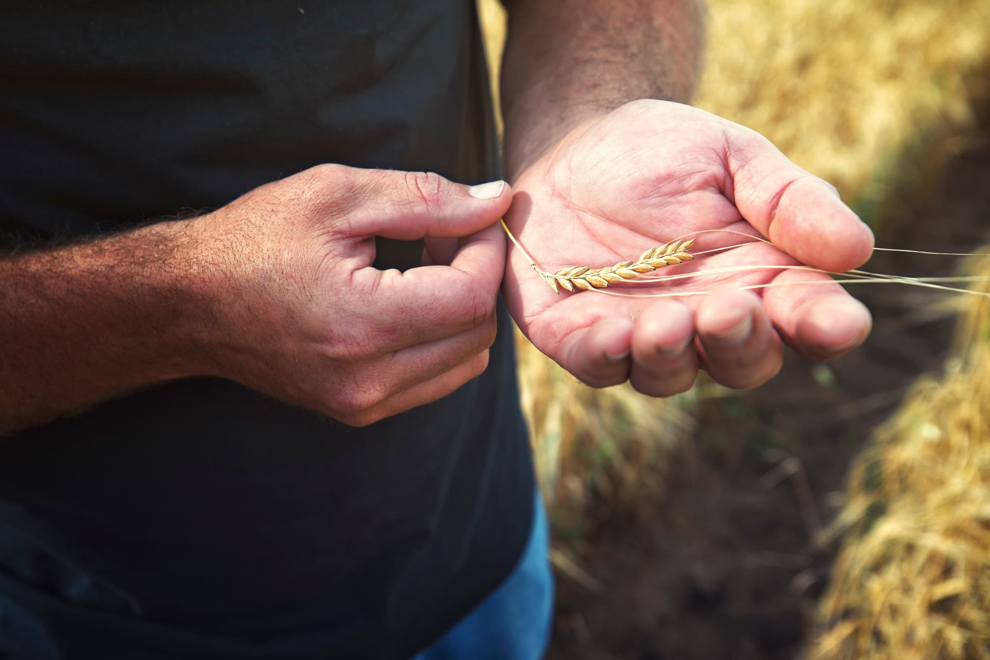 Distiller’s Perspective: Laws Whiskey and the Farm-to-Bottle Connection