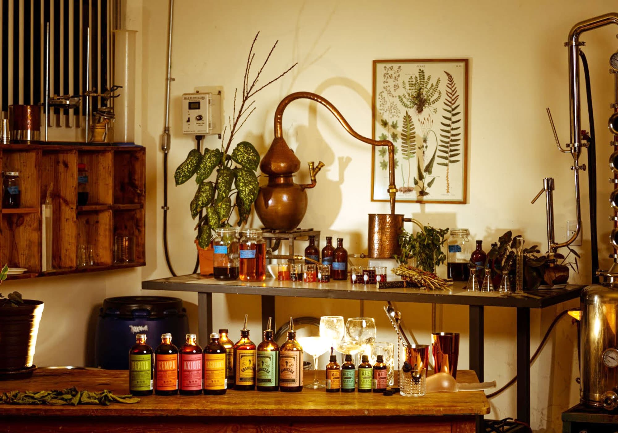 Mexican Gins Combine European Tradition and Local Flavor