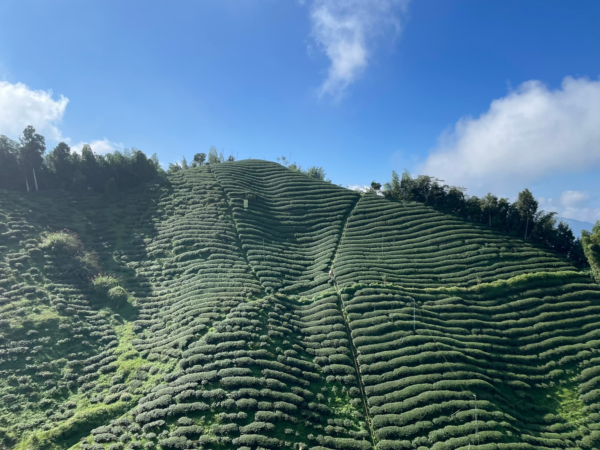 Teatime in the Distillery: Incorporating Tea into Spirits