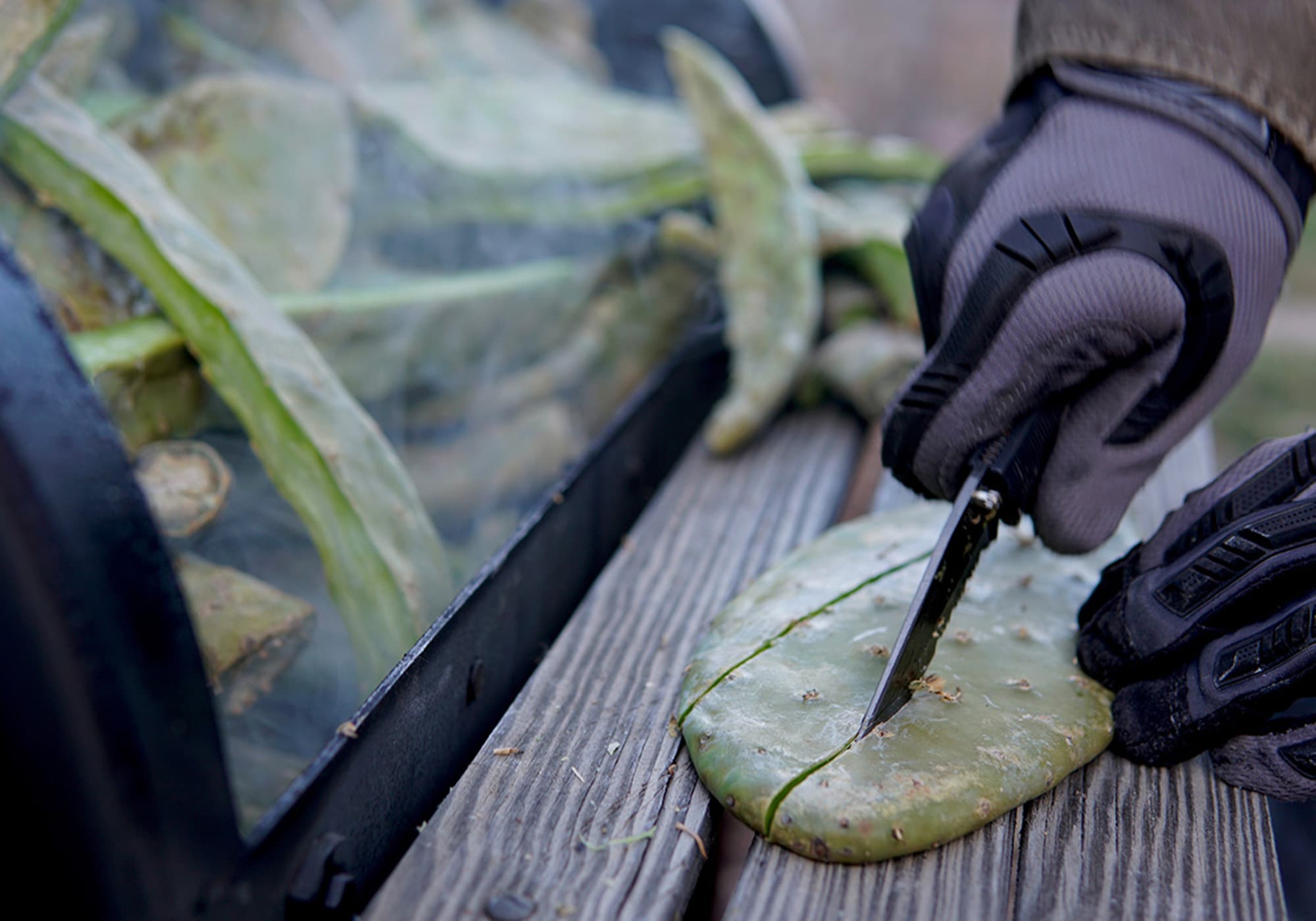 Spirits of the Desert: Distilling with Prickly Pear