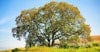 Beyond Quercus Alba: Distillers Eye Other American Oaks for Novel Flavor Image
