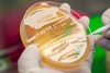 Unlock the Power of Yeast Blends in Crafting Unique Spirits Image