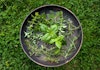 From the Soil to the Shaker: Gardening for Cocktail Syrups Image